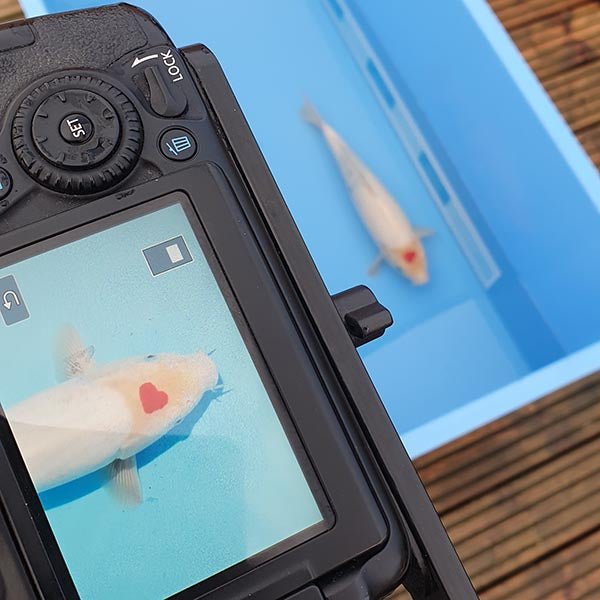 How to Photograph your Koi - Kitsu Koi