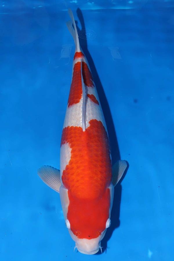 KK0070 Matsue Kohaku