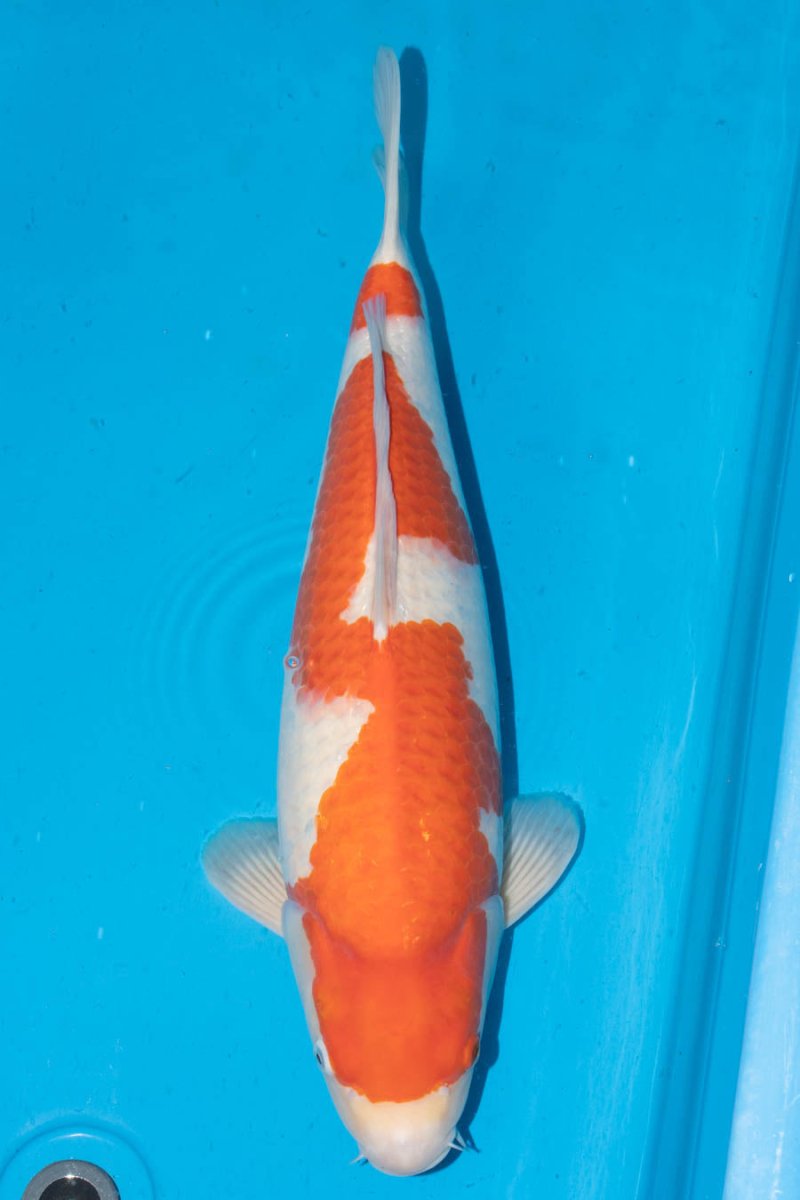 KK0150 Takigawa Kohaku