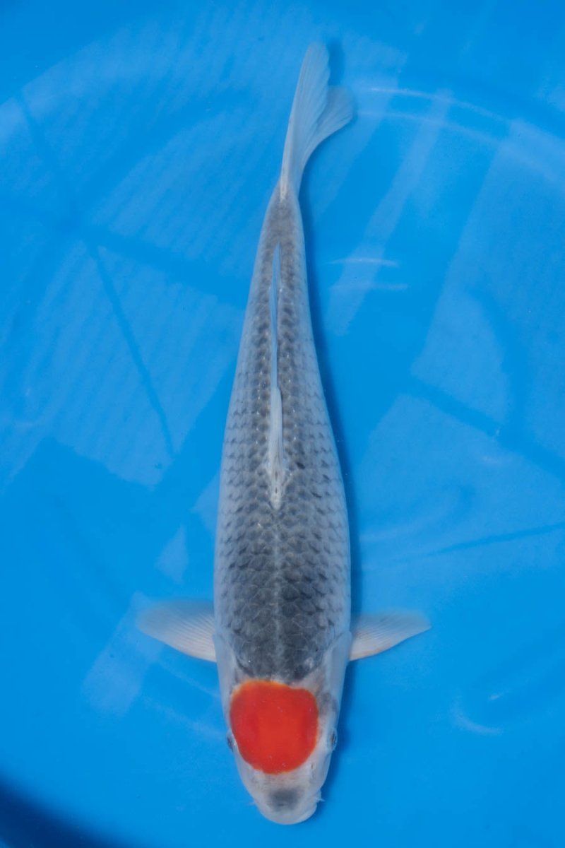 KK0186 Kanno HQ Tancho Goshiki