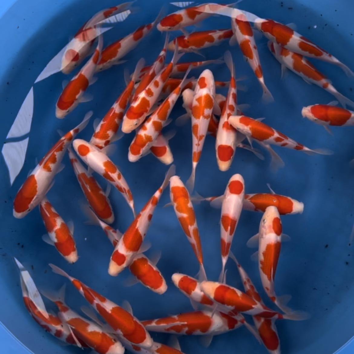 Koi fry hot sale for sale