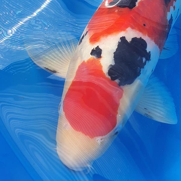 APC Koi Delivery Updates - Limited Service - Kitsu Koi
