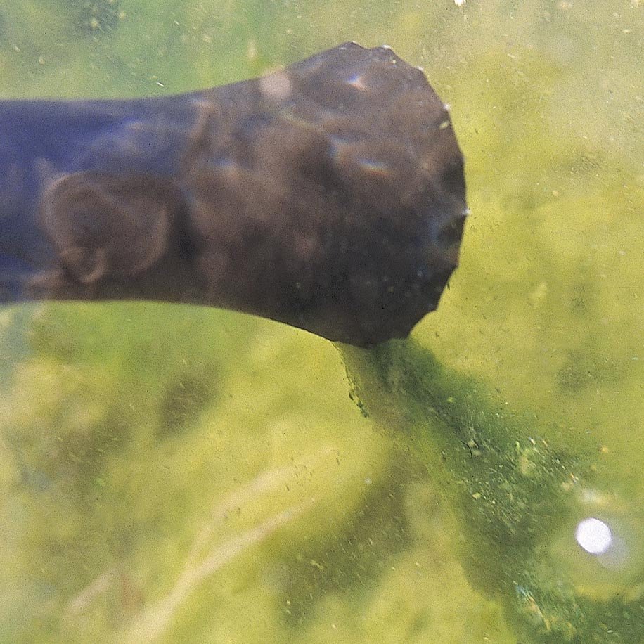 - Oase Pondovac 3 - Kitsu Koi - Kitsu Koi -