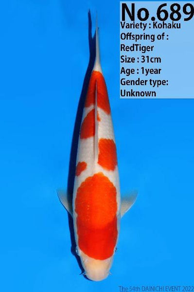 D54-689 Dainichi Kohaku - Kitsu Koi