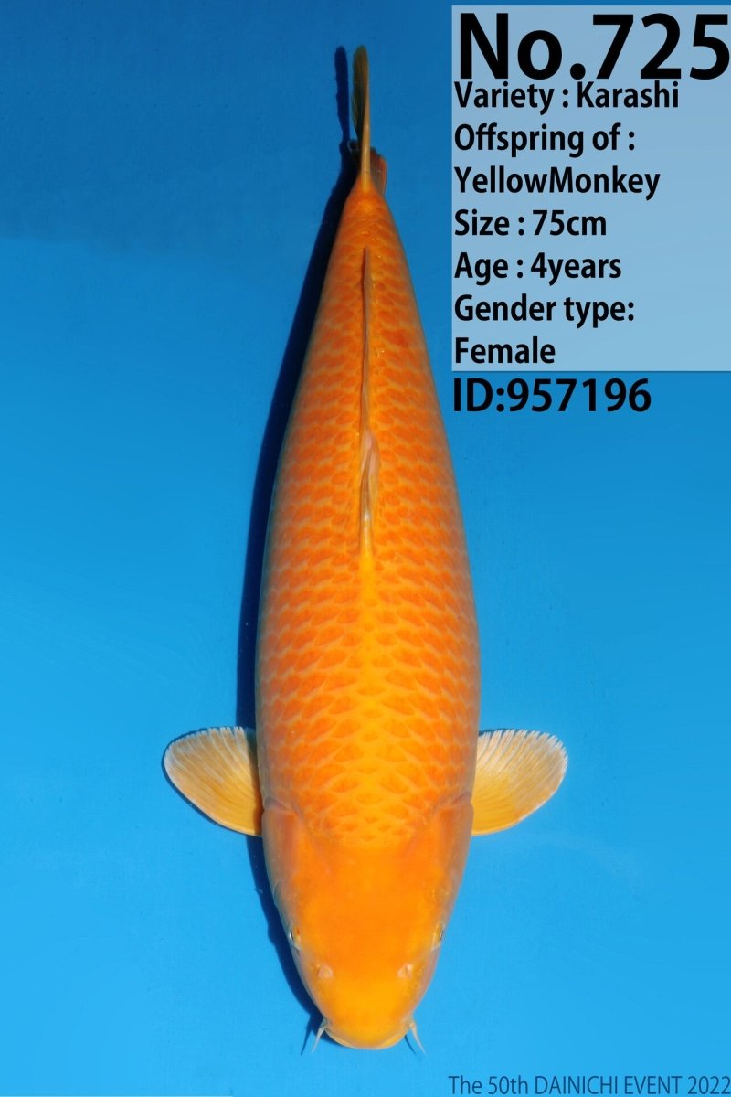 Koi - Dainichi Karashigoi - Kitsu Koi - Kitsu Koi -