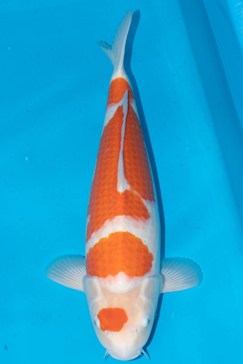 Koi - KK0149 Takigawa Kohaku - Kitsu Koi - Kitsu Koi -