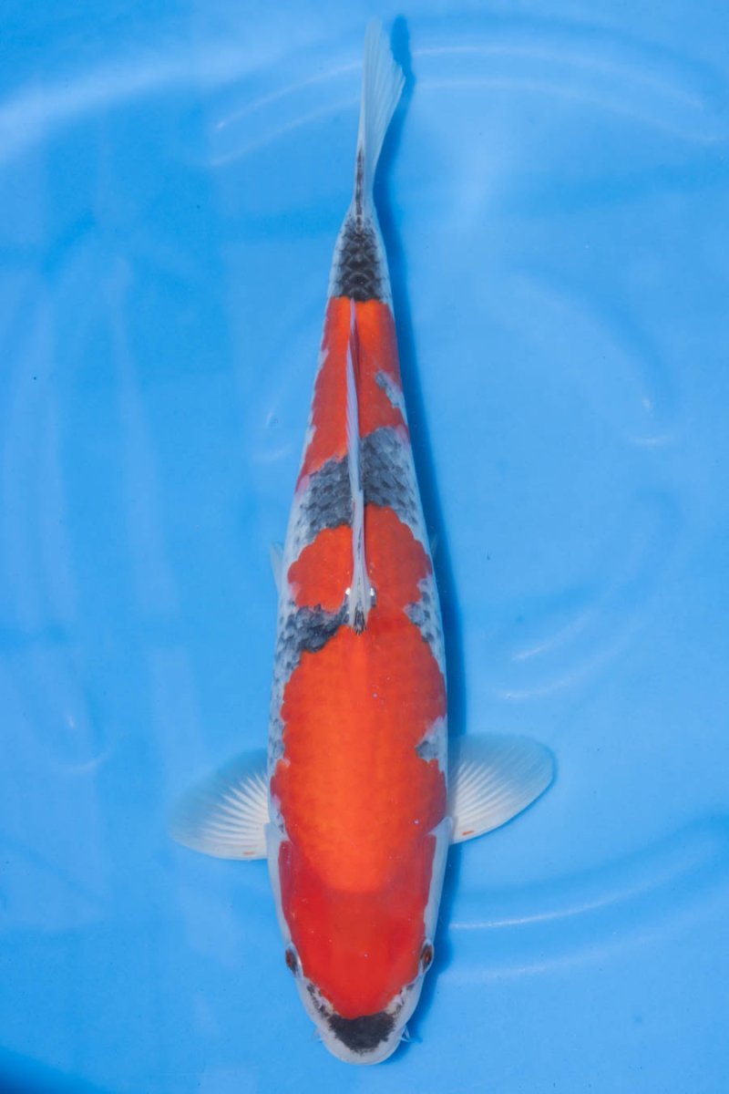 Koi - KK0182 Kanno VHQ Goshiki - Kitsu Koi - Kitsu Koi -