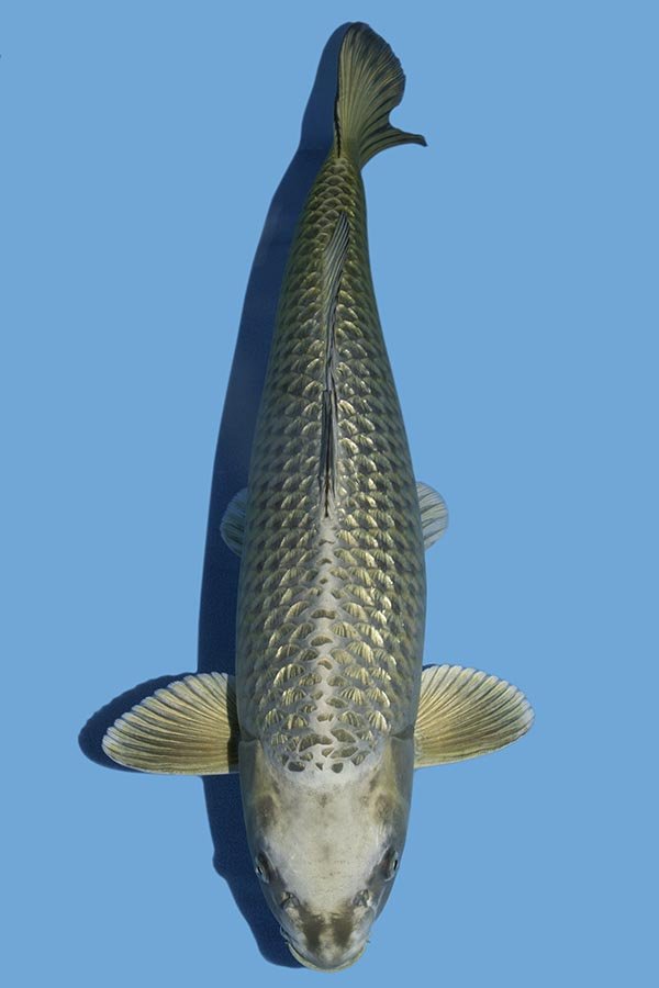 KK0236 Takigawa Mukashi Ogon - Kitsu Koi