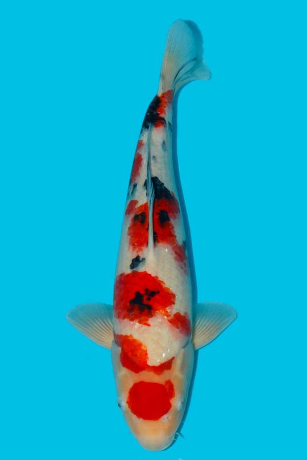 Koi - KK0239 Takigawa Sanke - Kitsu Koi - Kitsu Koi -