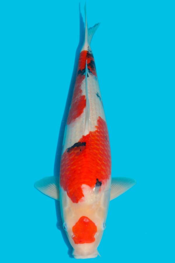 Koi - KK0242 Takigawa Sanke - Kitsu Koi - Kitsu Koi -