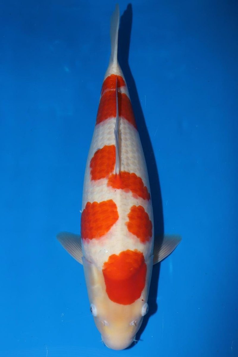 Koi - Matsue Kohaku - Kitsu Koi - Kitsu Koi -