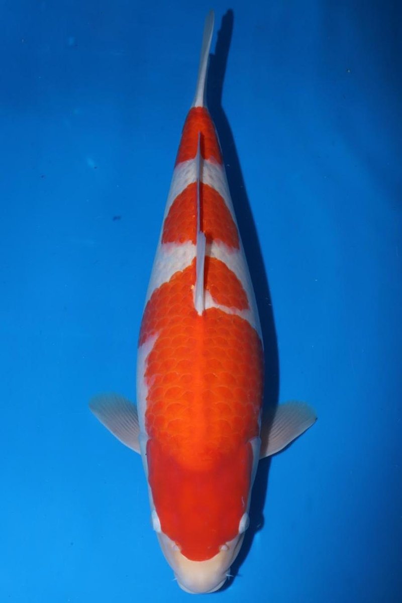 Koi - Matsue Kohaku - Kitsu Koi - Kitsu Koi -