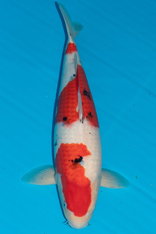 Koi - Sakai Co Sanke - Kitsu Koi - Kitsu Koi -