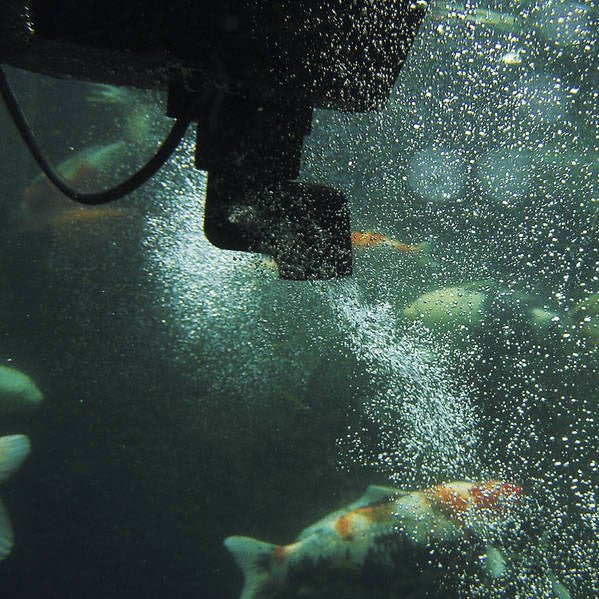 - Oase SwimSkim Floating Pond Skimmer - Oase - Kitsu Koi -